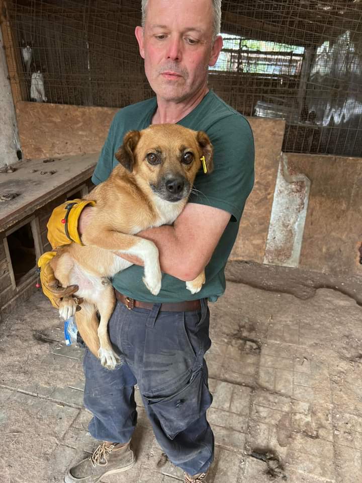 SUWEDI - völlig verzweifelt und so menschenbezogen als wir ihn gestern besucht haben…
Auch mit seinem Vorderbein sieht es nicht gut aus und wir suchen dringend 🚨 für diesen netten Rüden einen Platz….

prodogromania.de/alle-hunde/suw… 

🐾Anfragen an info@prodogromania.de