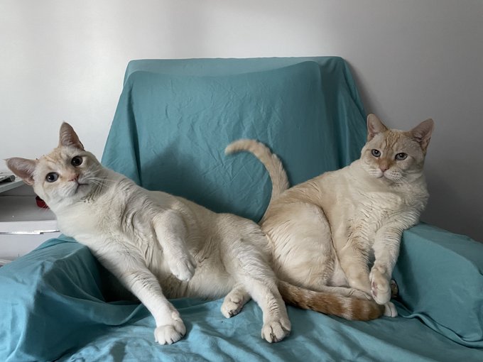 Hi everyone, Chubbs and Peanut, brothers.  We love our best friend in the whole world @ZOEZANE  💙💙💙 https://t<a href="/tag/freespeech"class="tags"><span>#freespeech</span></a>