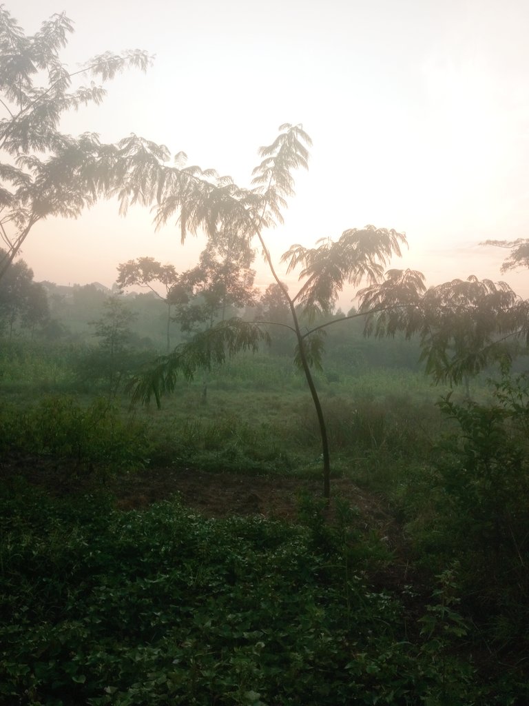 On the left is a sprout of Albizia chinensis from a root as it was in April 2023.  On the right is it's current size. I hope you can understand if we say FMNR is the easiest and cheapest way to increasing tree cover.