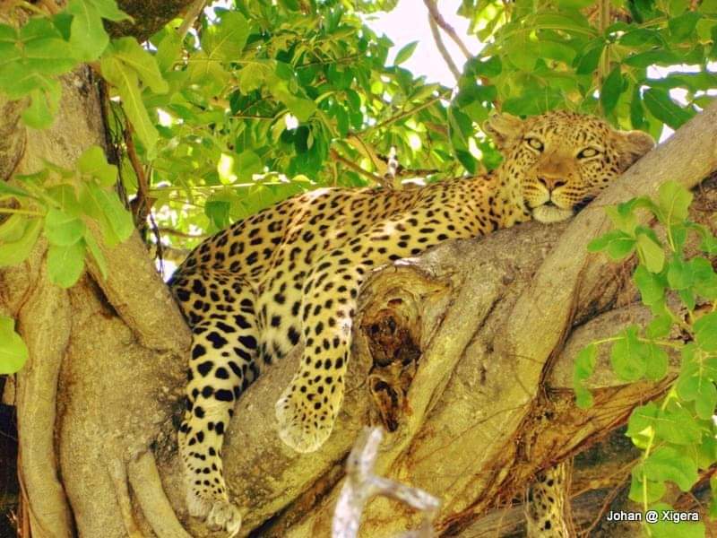 Hashtag_Hol_ZA's tweet photo. Travel
as much
as you can
and then
travel
some more!

Welcome to Xigera Safari Lodge 5*
Okavango Delta 

3 Nights from R91 034 pps
Travel Dates: 01 Nov  – 19 Dec 2024
https://t.co/wCZNOPd3FO
T's &amp; C's https://t.co/2XuwalHvTd