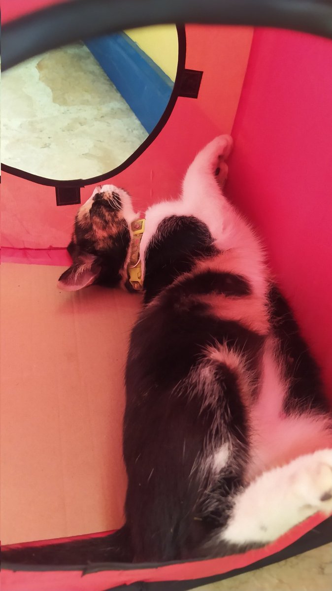 Sleepy catto inside the mini red tent 😺🧡