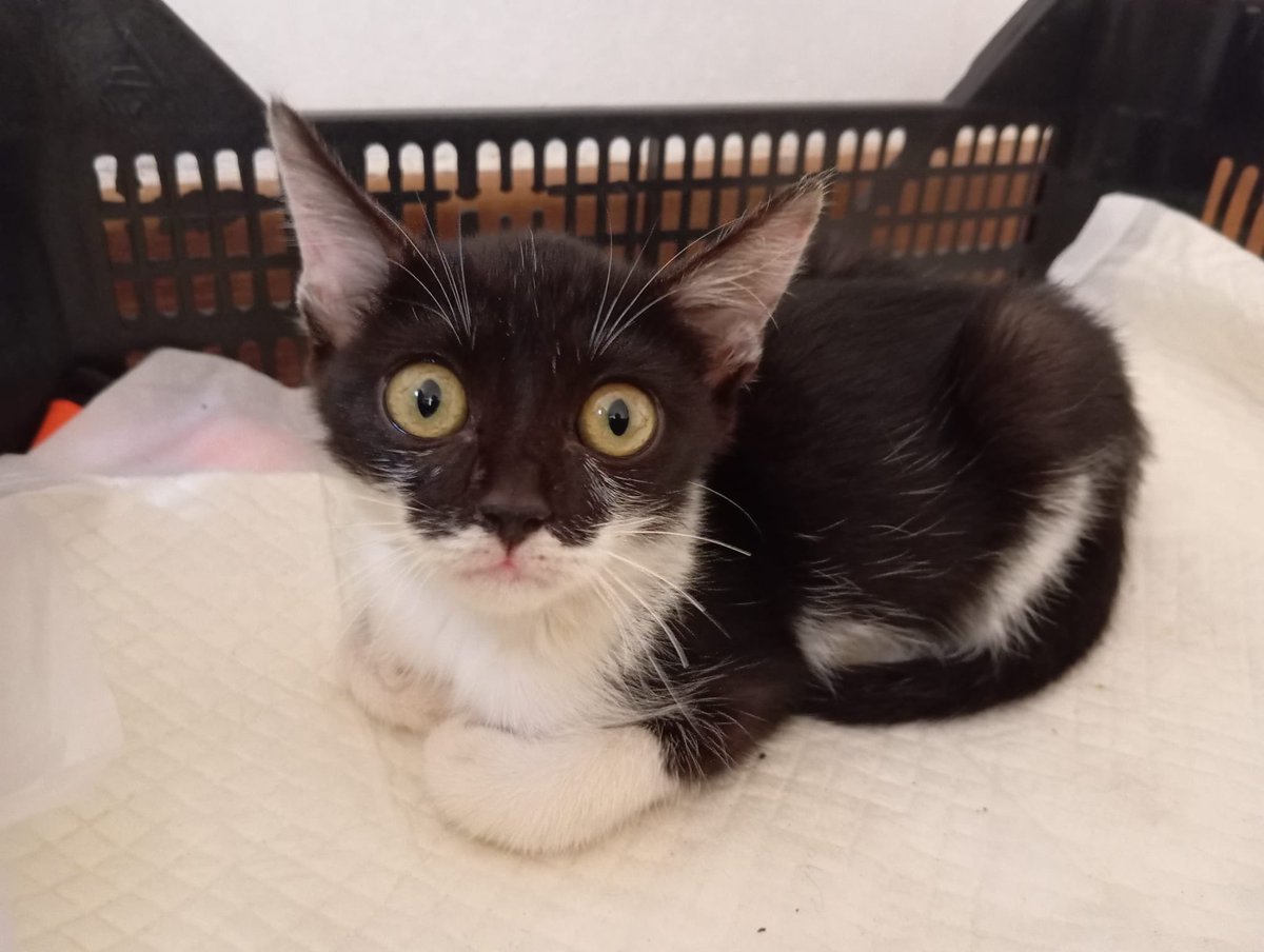 Priscilla😍😍😍una chikitina abandonada cruelmente en la calle 🥲🥲en busca de un hogar donde la quieran y la protejan para siempre 🙏🙏🙏en adopción responsable con ⁦<a href="/4catsVLC/">4cats</a>⁩ 🙏🙏🙏😍😍😍