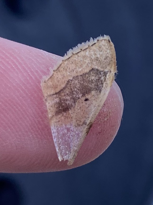 deepingsbirder's tweet photo. @MOTHIDUK @FlyinginFordham Morning guys - just a wing for you this morning - I’m thinking Shaded Broad-bar but that would be NFG so tentative https://t.co/fIsI1ZJCcv