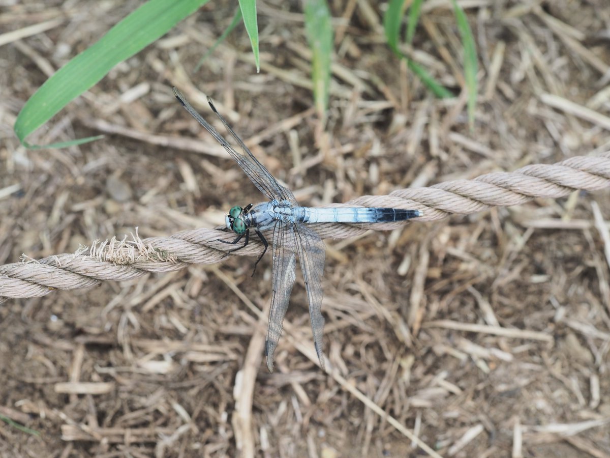 mieti_3's tweet photo. ポーズをとってくれたシオカラトンボ #シオカラトンボ #60macro #昭和記念公園 https://t.co/9MEmFcz2kd