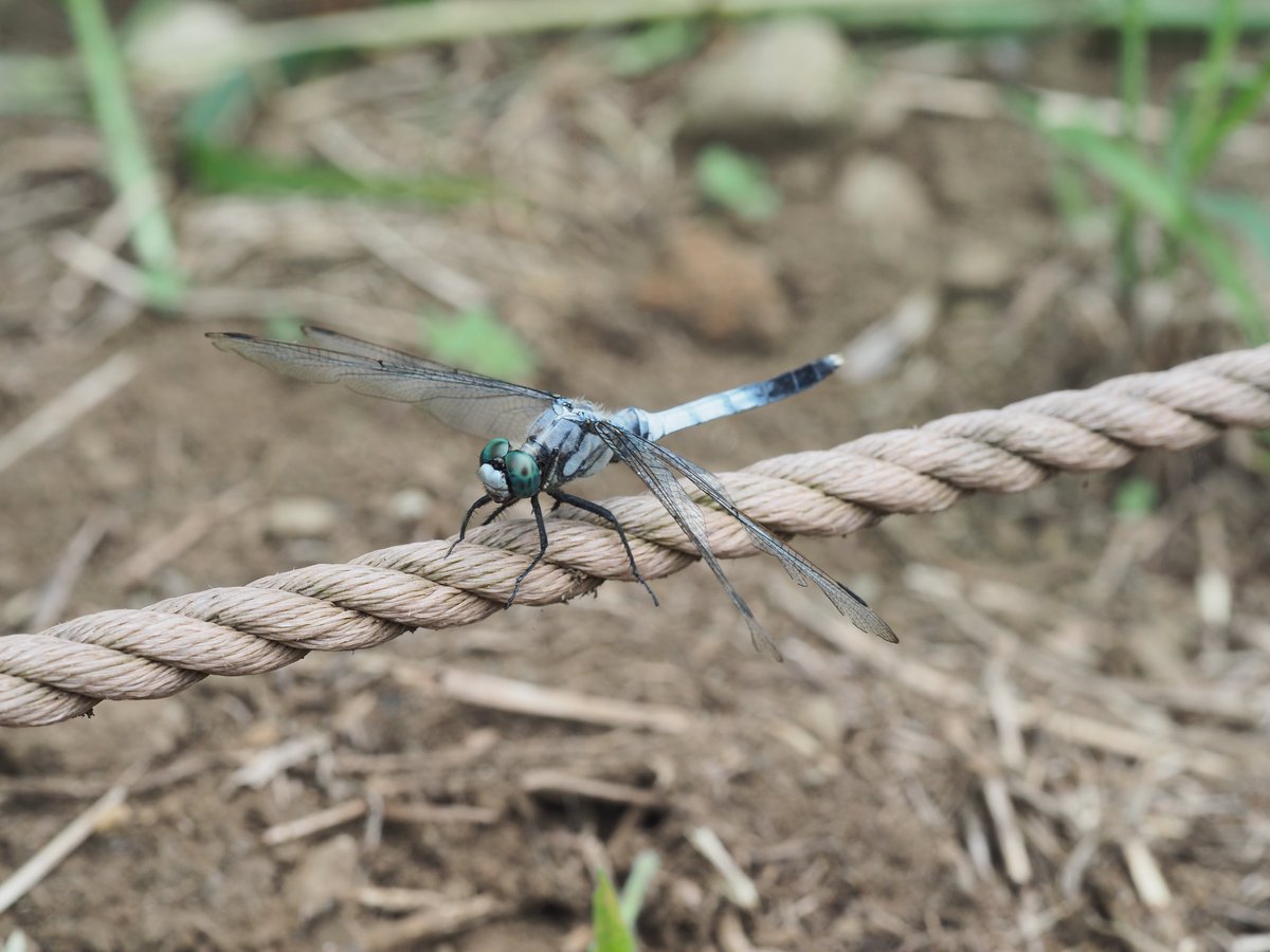 mieti_3's tweet photo. ポーズをとってくれたシオカラトンボ #シオカラトンボ #60macro #昭和記念公園 https://t.co/9MEmFcz2kd