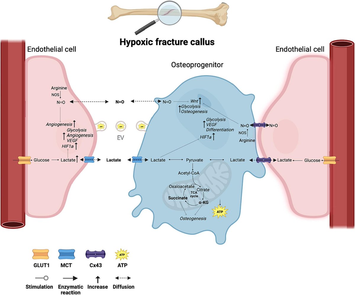 Elsevier Bone & Bone Reports tweet media