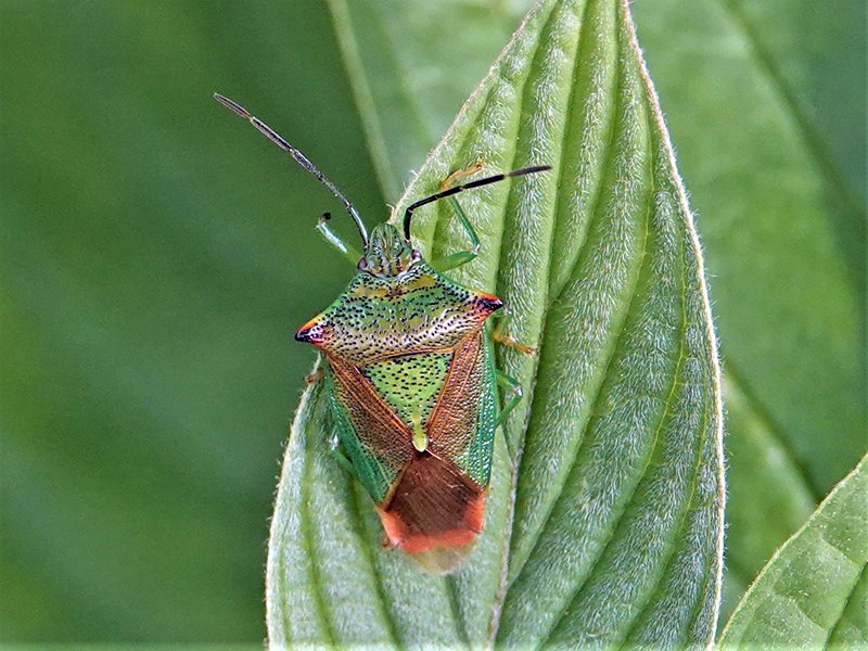 Here are Ed Wilson's sightings from yesterday at Priorslee Lake and The Flash, Telford, Shropshire <a href="/sosbirding/">ShropshireBirdingNews</a> <a href="/BC_WestMids/">West Midlands Butterfly Conservation</a> <a href="/My_Wild_Telford/">My Wild Telford</a> <a href="/BTO_Shropshire/">BTO Shropshire</a> <a href="/ShropBotany/">Shropshire Botany</a>

Photo: A Hawthorn Shieldbug (Acanthosoma haemorrhoidale)

friendsofpriorsleelake.blogspot.com/2024/08/13-aug…