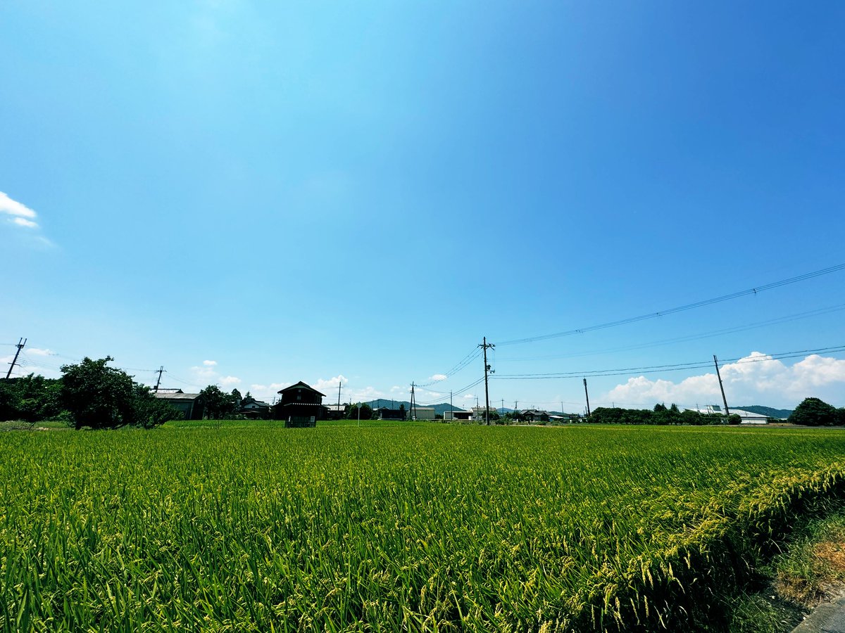 TimecodeLab's tweet photo. ラボの中の人は、滋賀県の実家に墓参り帰省中。
実家に帰ると、今期夏アニメでよく見掛ける家紋がチラホラ。
せっかくのド田舎帰省なので、飛行計画登録してドローンの練習して帰ります〜。

#逃げ上手の若君 #逃げ若
#DJI #Phantom4pro https://t.co/3s9PxfoNF3
