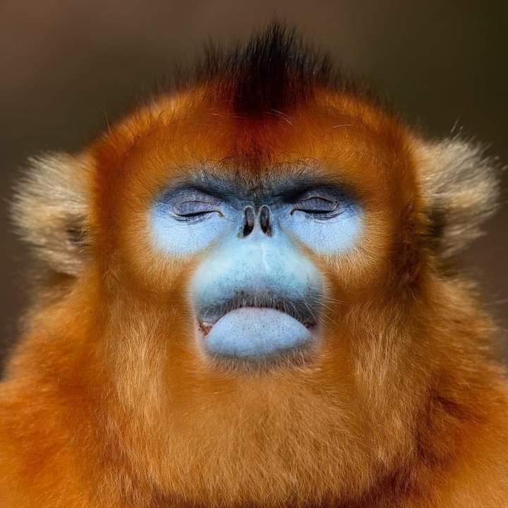 This is one beautiful monkey. Don't you agree?

This is Golden snub-nosed Monkey.