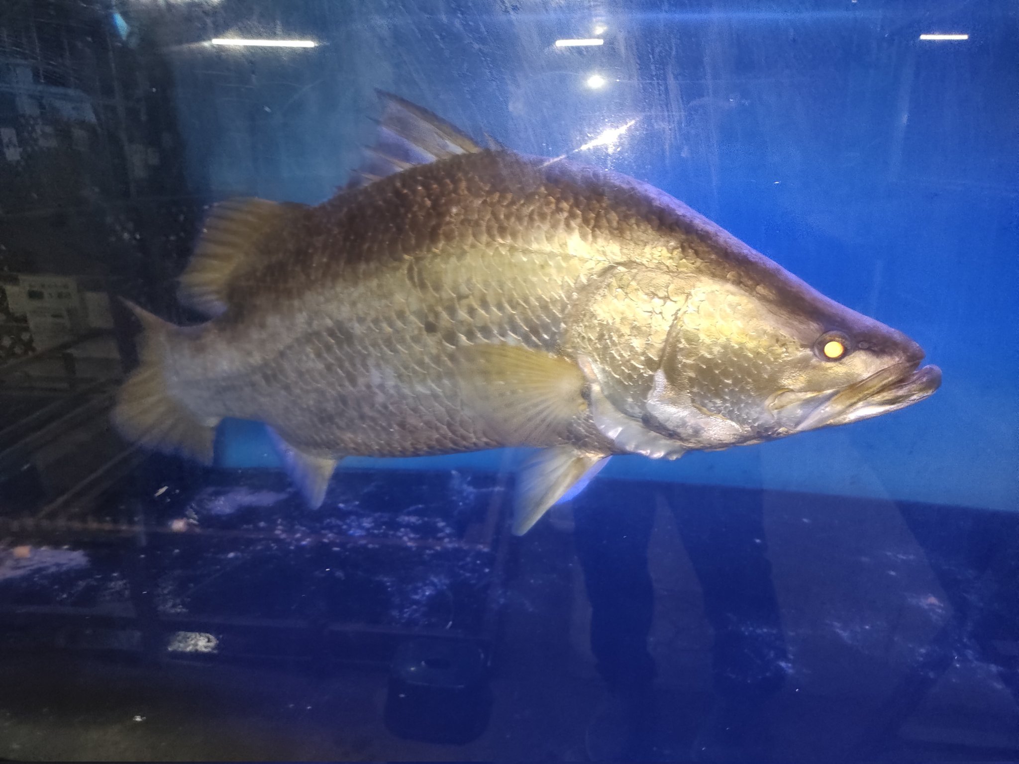 古代のタカラ　川揚がり いすゞ フォワード 中型 土砂ダンプ TKG-FRR90S1 (9931)｜中古