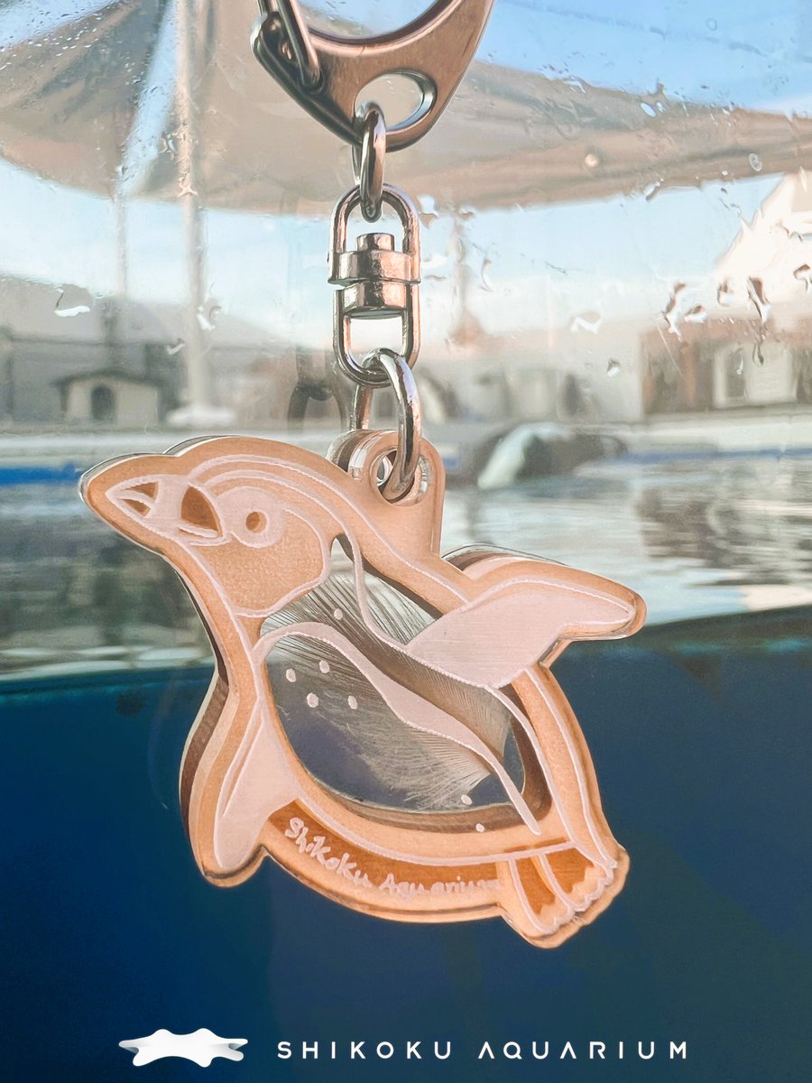 ケープペンギンの羽根キーホルダー』販売中🐧 今年の換羽で抜けたて