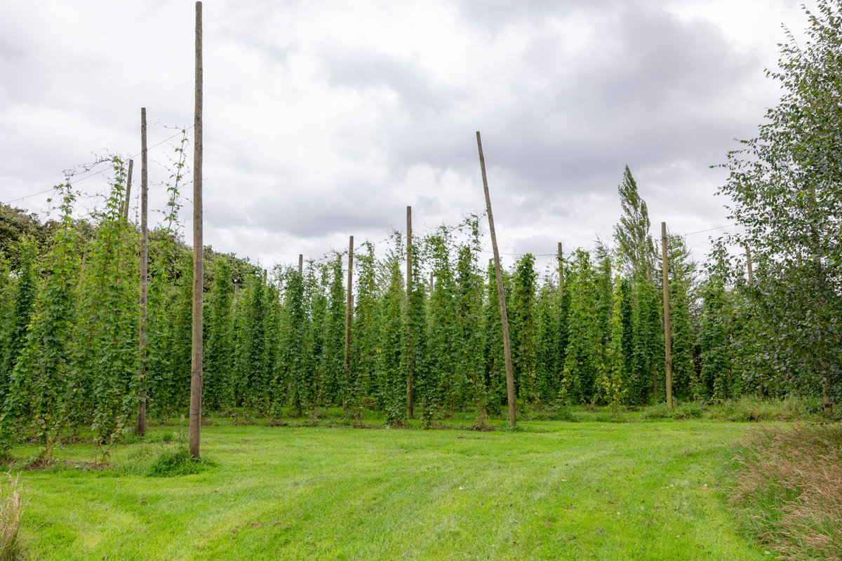 WWolfBrewery's tweet photo. Simon has been busy on the Hop Farm tending to this year's hops, the bees and planting more native Irish trees this year.

As always, the hop farm is beholden to Mother Nature and the hops are thriving despite the temperamental Irish Summer we are having. https://t.co/tOn1UbeTND