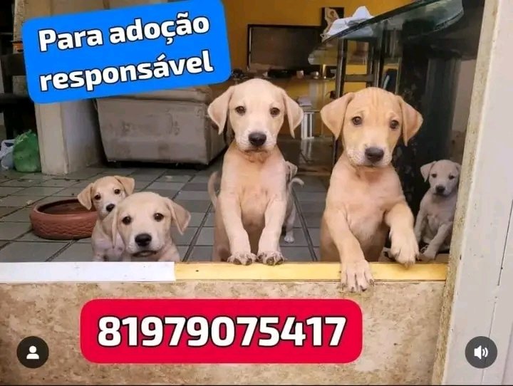 AnimaisRecife's tweet photo. 🏠 ADOÇÃO 
RM RECIFE 

MINI CARAMELOS 🥹🤏 https://t.co/bZvrmuYUiW