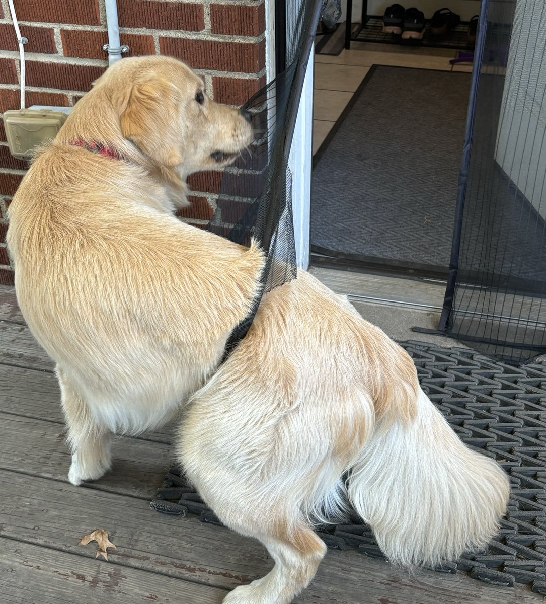 Walker & Ginger tweet media