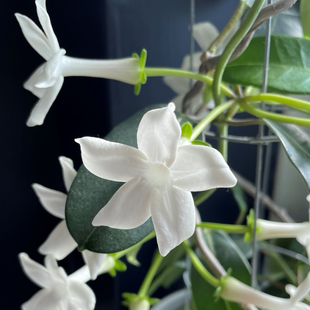 Native to Madagascar, beautifully-scented #Stephanotis represents a lasting bond or cherished relationship - an ideal choice for a funeral arrangement. What's more, they're easy to take cuttings from for a lasting reminder after the funeral has passed. #FlowerMeanings #Funeral