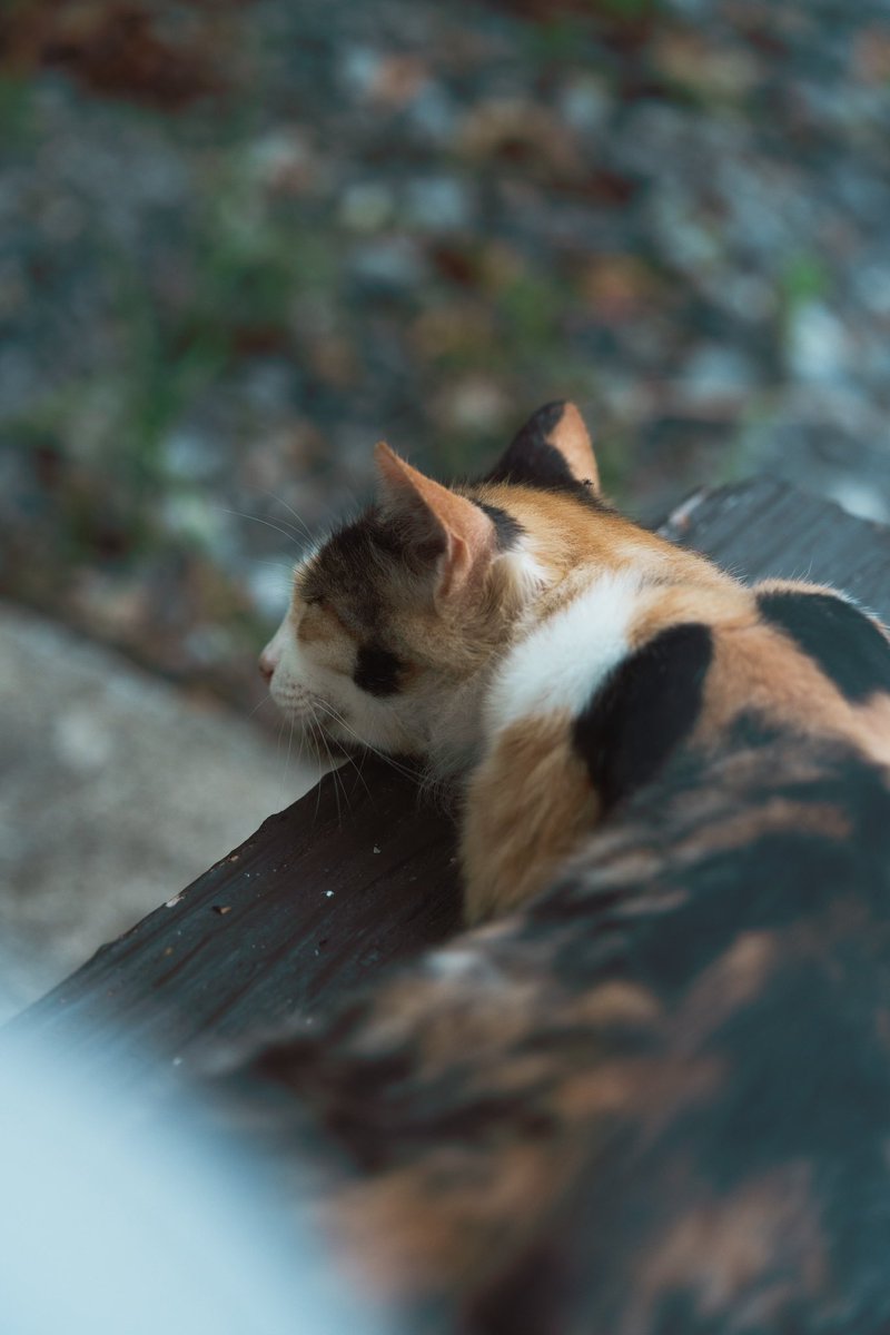 ualuni_jp's tweet photo. cat🐈 https://t.co/guacnYXeyL