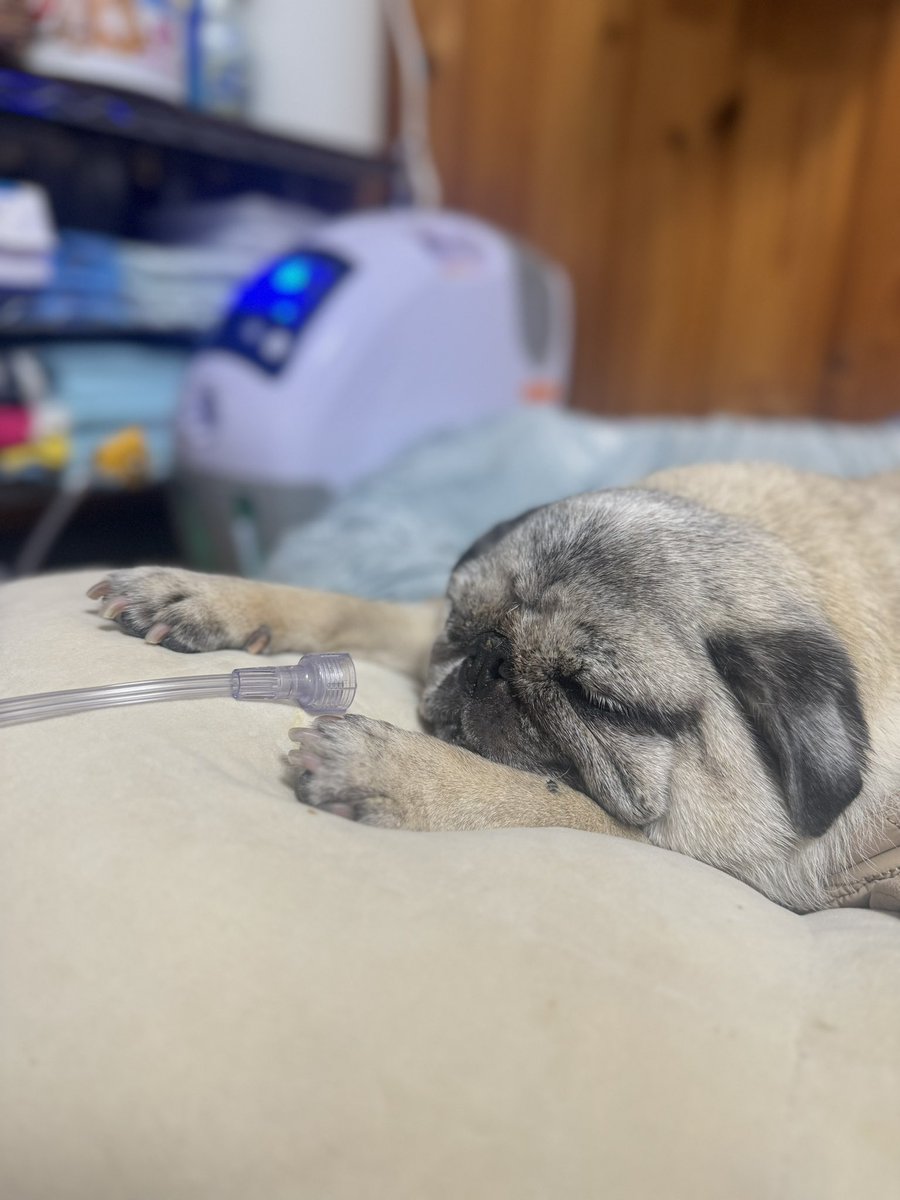 パグちゃん パグちゃんの表情がまた素敵でwww