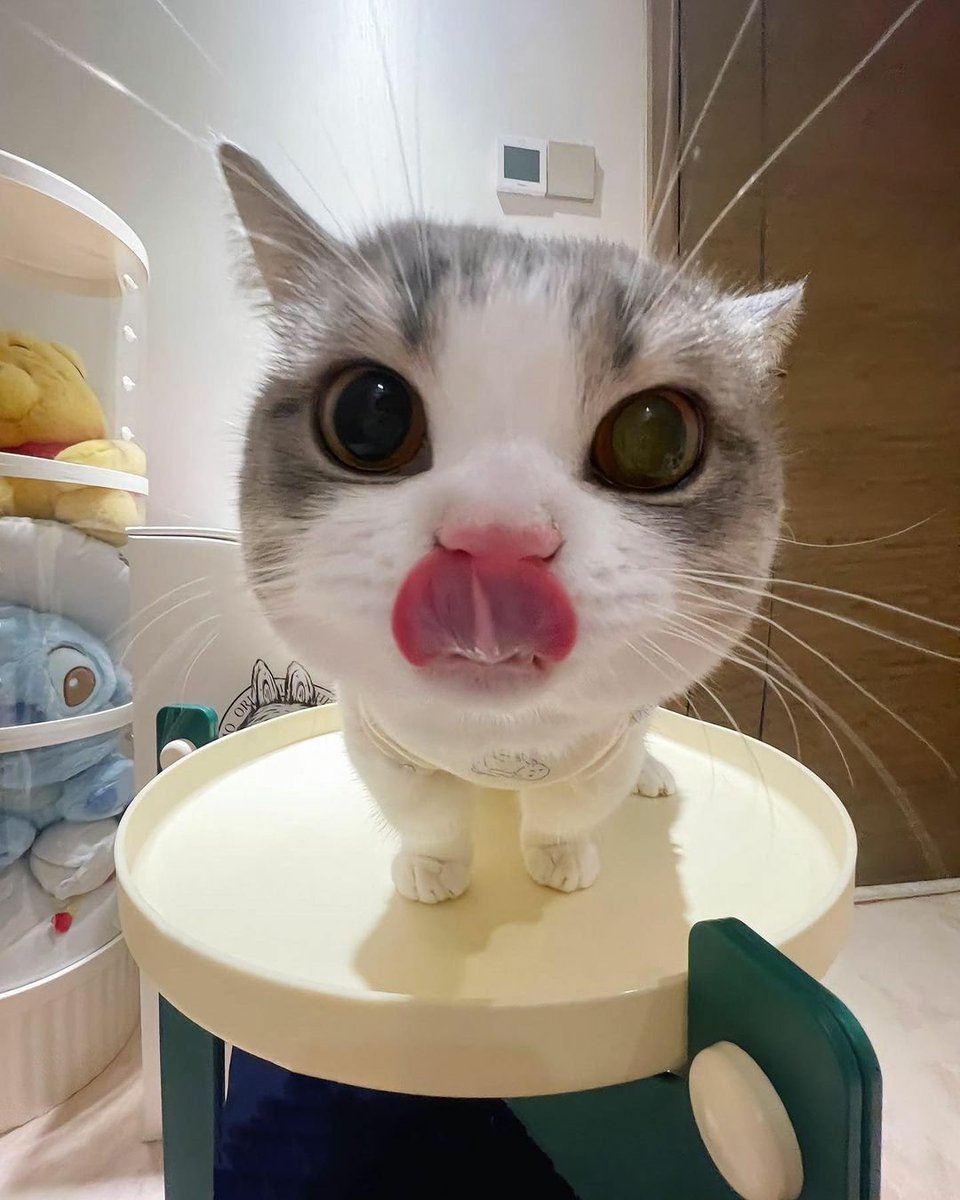 🐱