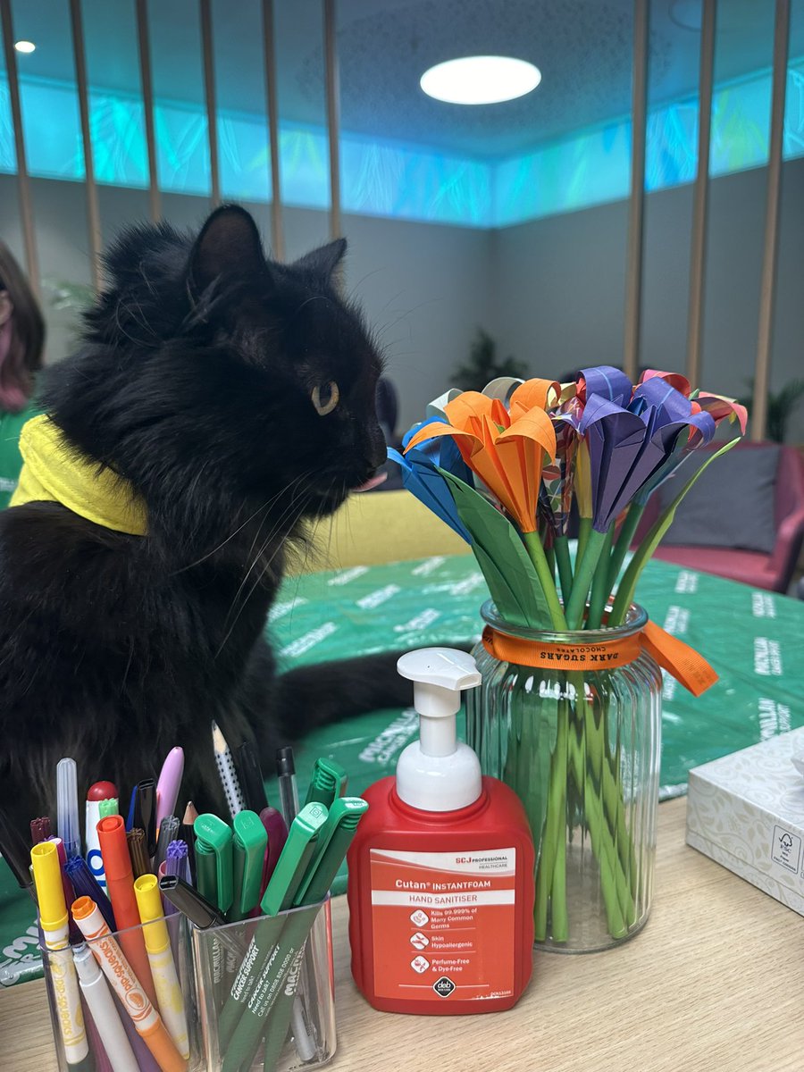 Not as tasty as the ones at home… @petsastherapy_uk <a href="/uclhcharity/">UCLH Charity</a> <a href="/uclhcharity/">UCLH Charity</a> <a href="/macmillancancer/">Macmillan Cancer Support</a> #cat #meow #flowers #therapycat #volunteering #cats