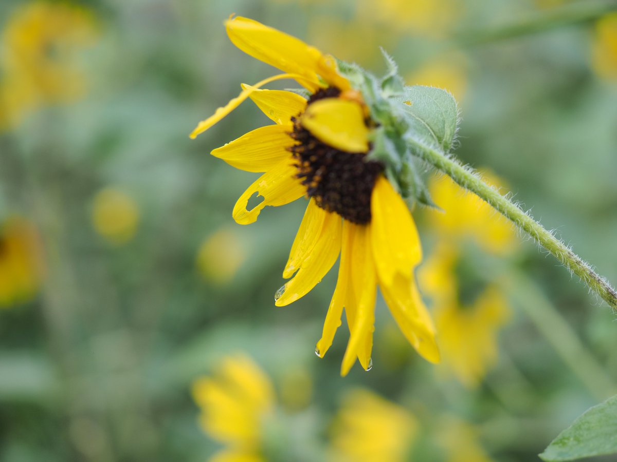 mieti_3's tweet photo. なんとなくハート❤️のひまわりの花びら🌻 #60macro #昭和記念公園 https://t.co/tbxMe8cEE1