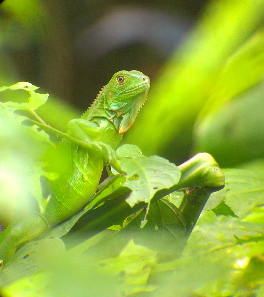 Costa Rica ha hecho un esfuerzo considerable en la conservación de su biodiversidad. Aproximadamente el 25% del territorio está protegido en parques nacionales y reservas. Estas áreas protegidas sirven como refugio para muchas especies.

bit.ly/3ZPL4Im
