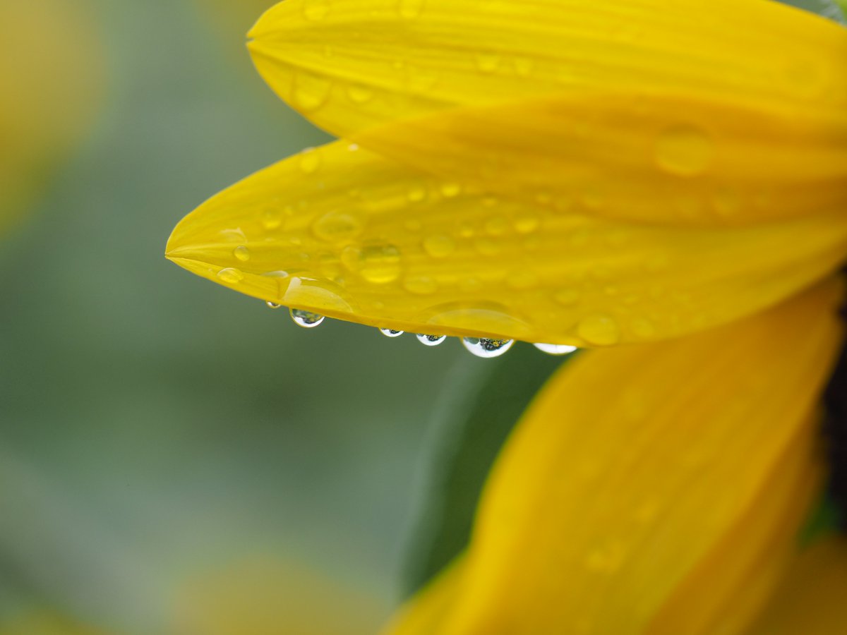 mieti_3's tweet photo. ひまわりと水滴 #昭和記念公園 #60macro https://t.co/ruxdLYyDtP