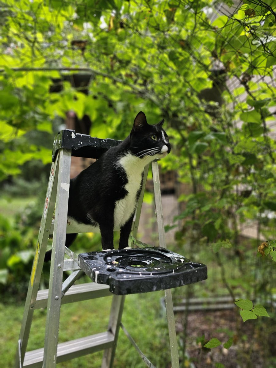 Not sure what this ladder is here for. I don't see any food worth eating on the bean trellis.