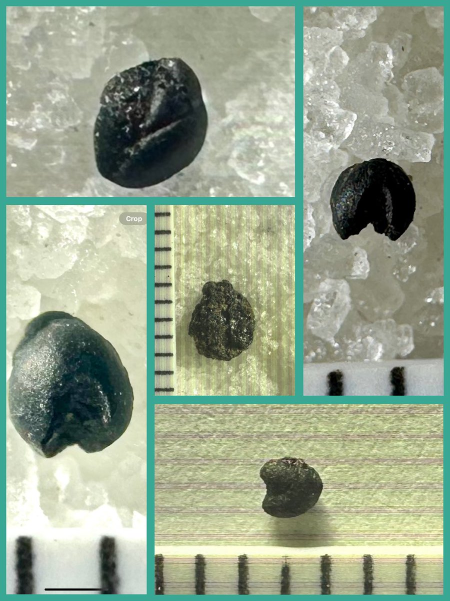 Christina M. Carolus tweet media