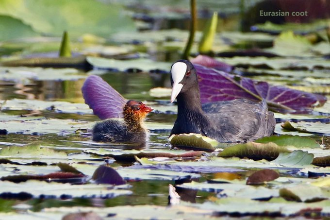 PIB_India's tweet photo. India adds 3 more wetlands to the list of Ramsar sites on the eve of Independence Day 2024

With this addition, the tally of Ramsar sites touches to 85 covering an area of 1358068 ha in the country.

Three new sites included are 
🔰Nanjarayan Bird Sanctuary, Tamil Nadu
🔰Kazhuveli Bird Sanctuary, Tamil Nadu
🔰Tawa Reservoir, Madhya Pradesh

Read more: https://t.co/I3ALkl1Qmn
