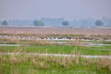 PIB_India's tweet photo. India adds 3 more wetlands to the list of Ramsar sites on the eve of Independence Day 2024

With this addition, the tally of Ramsar sites touches to 85 covering an area of 1358068 ha in the country.

Three new sites included are 
🔰Nanjarayan Bird Sanctuary, Tamil Nadu
🔰Kazhuveli Bird Sanctuary, Tamil Nadu
🔰Tawa Reservoir, Madhya Pradesh

Read more: https://t.co/I3ALkl1Qmn