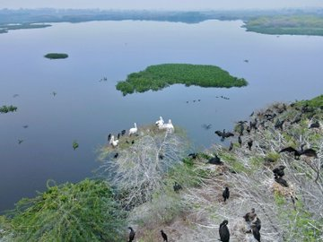 PIB_India's tweet photo. India adds 3 more wetlands to the list of Ramsar sites on the eve of Independence Day 2024

With this addition, the tally of Ramsar sites touches to 85 covering an area of 1358068 ha in the country.

Three new sites included are 
🔰Nanjarayan Bird Sanctuary, Tamil Nadu
🔰Kazhuveli Bird Sanctuary, Tamil Nadu
🔰Tawa Reservoir, Madhya Pradesh

Read more: https://t.co/I3ALkl1Qmn