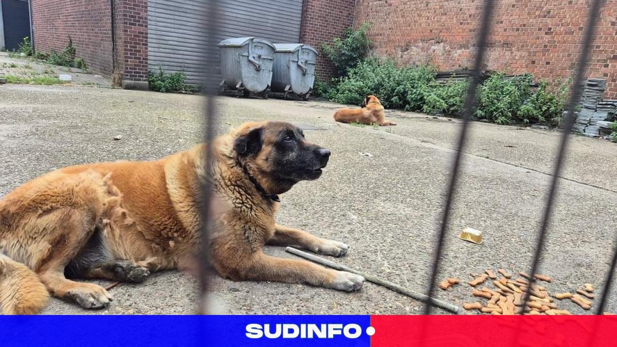 LaCapitale_be's tweet photo. La situation de deux Malinois dans une cour à Anderlecht interpelle : « Ces pauvres bêtes n’ont probablement jamais vu un bout d’herbe ou un parc » https://t.co/s0nGn2UA96 https://t.co/L0SXGShZOA