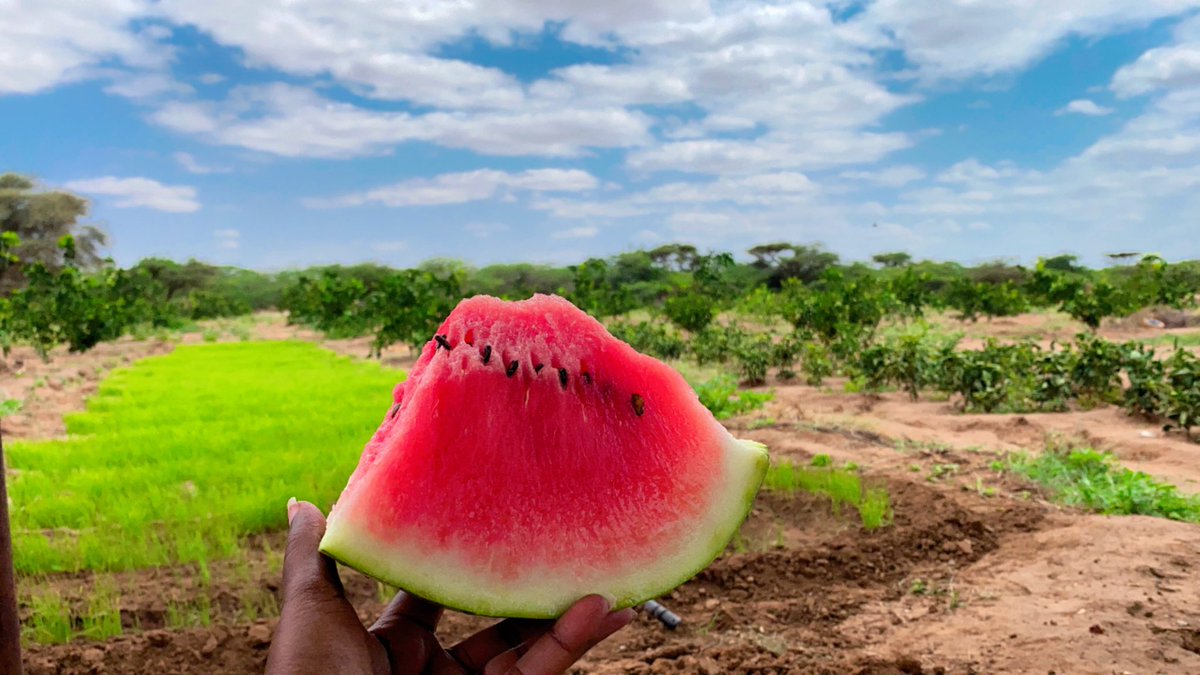 Qof aan shaqaysan Shaah ma Cabo, Wax Beerta aan Barwaaqo Gaadhnee. 

Dhulkeena Nimcaa fadhidee aan kala soo baxno, Daarasalaam, Hargeisa #Somaliland