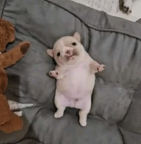 blurcola's tweet photo. hope i dream abt this dog https://t.co/HmJgjH28Dv