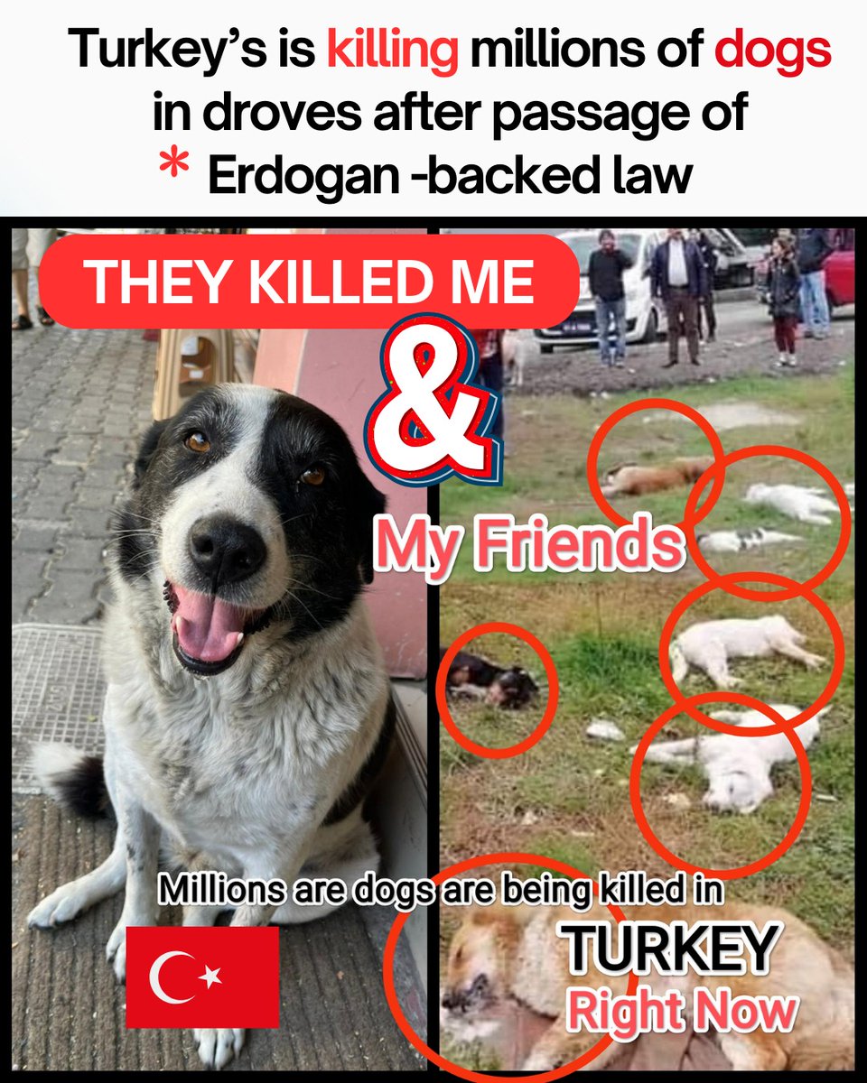 joedelhi's tweet photo. 𝗜 𝘄𝗮𝘀 𝗸𝗶𝗹𝗹𝗲𝗱 𝗯𝗲𝗰𝗮𝘂𝘀𝗲 𝗜 𝘀𝗺𝗶𝗹𝗲𝗱🔴

@narendramodi We sent Indian dogs to save Turkish Lives but @RTErdogan is killing dogs @DrSJaishankar

India #BoycottTurkiye
@firatsunel @VikasSwarup @PhaedraXTeddy @domdyer70 @ECOAlphaTango   
#KatliamAnayasayaAykırı
#HayvanKatliamınaHayır 
@timesofindia @TC_YeniDelhiBE @hawelti @rashmigautam27 @SagaSund @trt @Kizilay @AKGenclikGM @SerkanKayalar_ @GoTurkiye @ZeeNews @aajtak @BBCIndia @BBCHindi @ABPNews @bstvlive @DainikBhaskar @JagranNews @AHindinews @WIONews @sachingupta @IAmSudhirMishra @iamsrk @PETAUK @PetaIndia @AdityaRajKaul @foodpharmer2 @AAPNareshBalyan @Hardisohi @priyankadeo @SwarajyaMag @PTI_News @ThePrintIndia @Travellingslack @CNTIndia @TravelingBharat @oltraveller