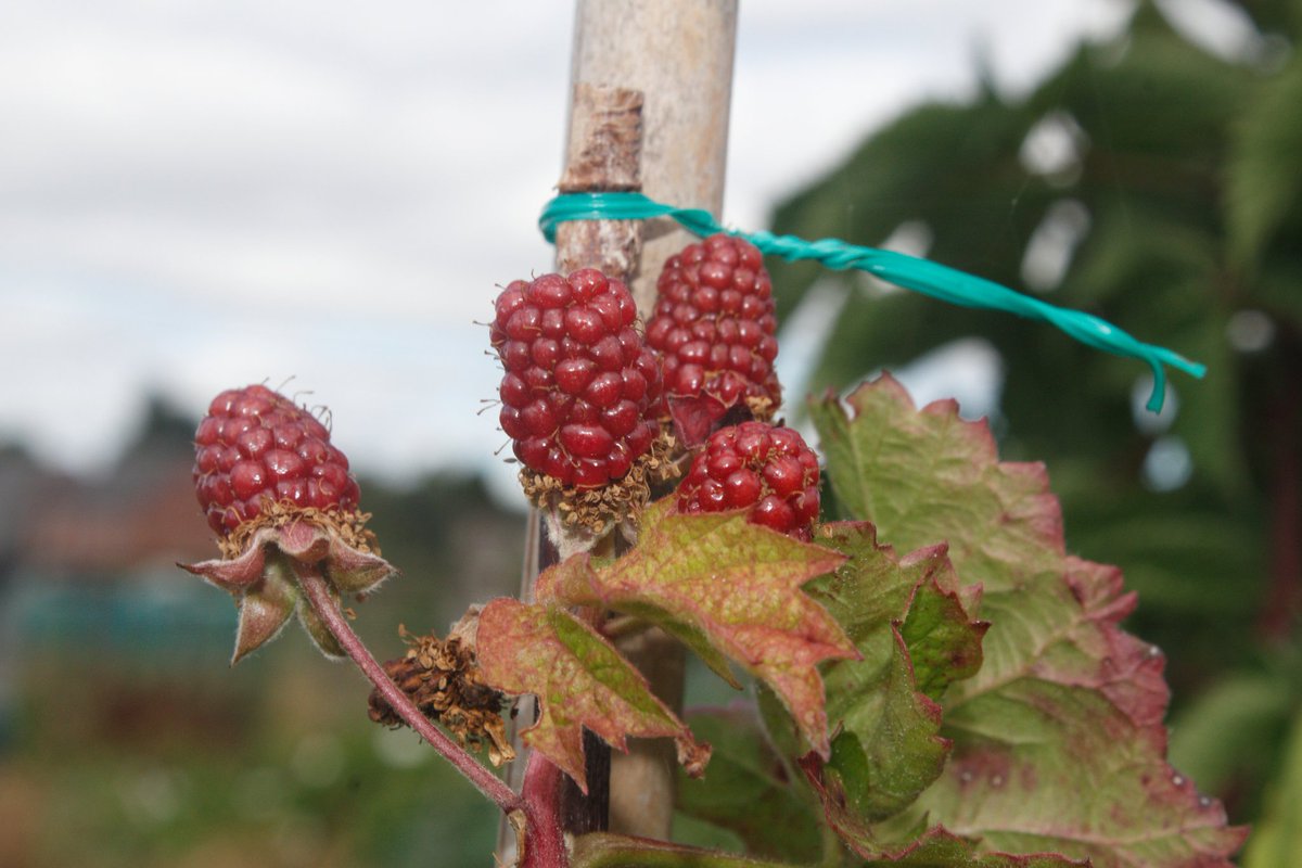 JoolsFarrell's tweet image. The joy of allotment life #allotments #ettingshall #howellroadallotments @AllotmentsUK