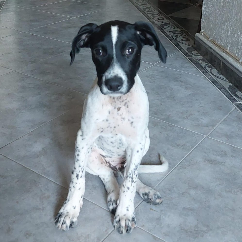 NUEVA VIDA ADOPCIONES tweet media