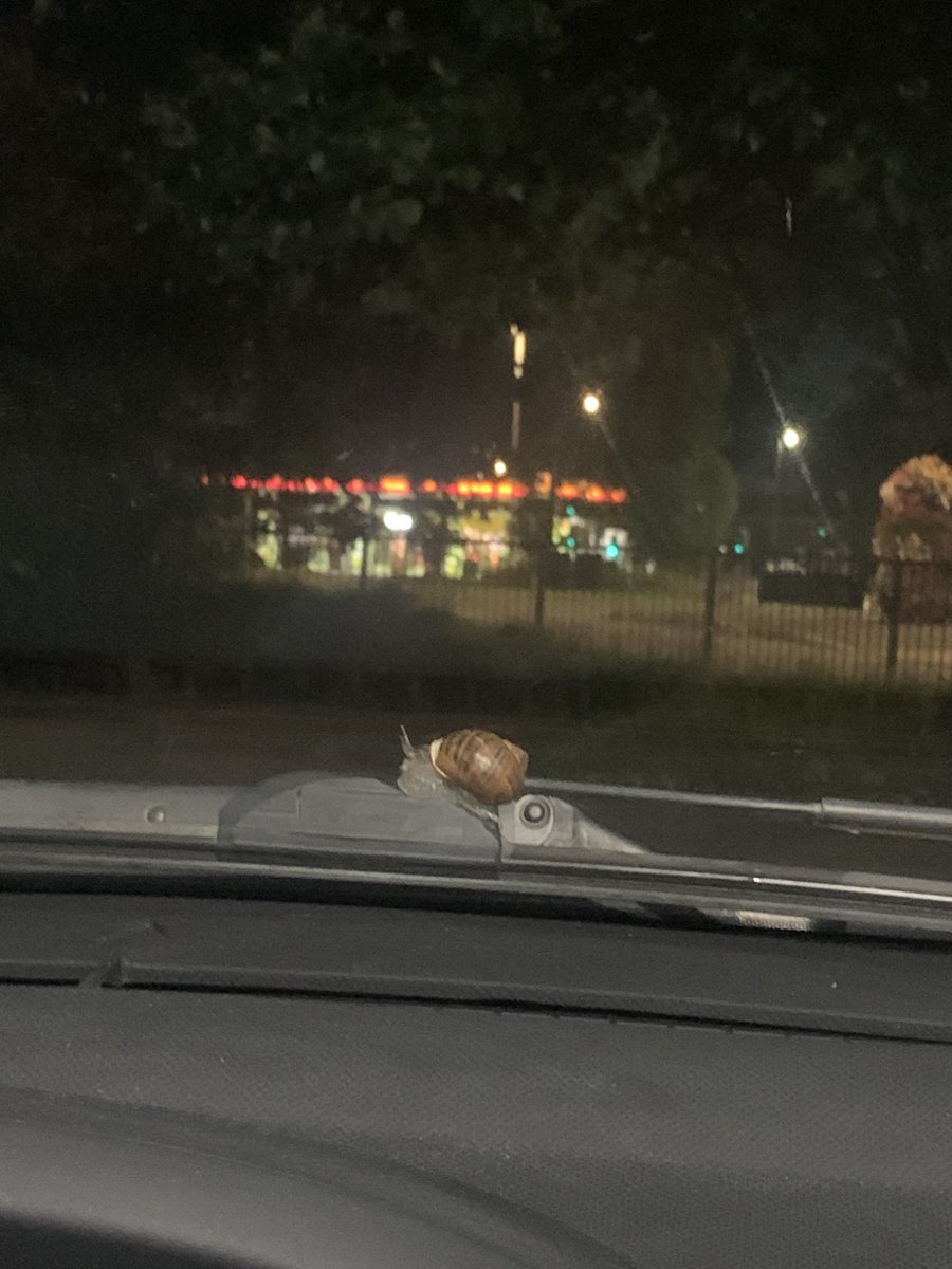 angelakalwaites's tweet photo. This little chap is the definition of determined! He hitched a ride on my wiper for 50miles this morning then appeared to fall asleep on my arrival at work ❤️🤣 https://t.co/sxiiVpYsMP