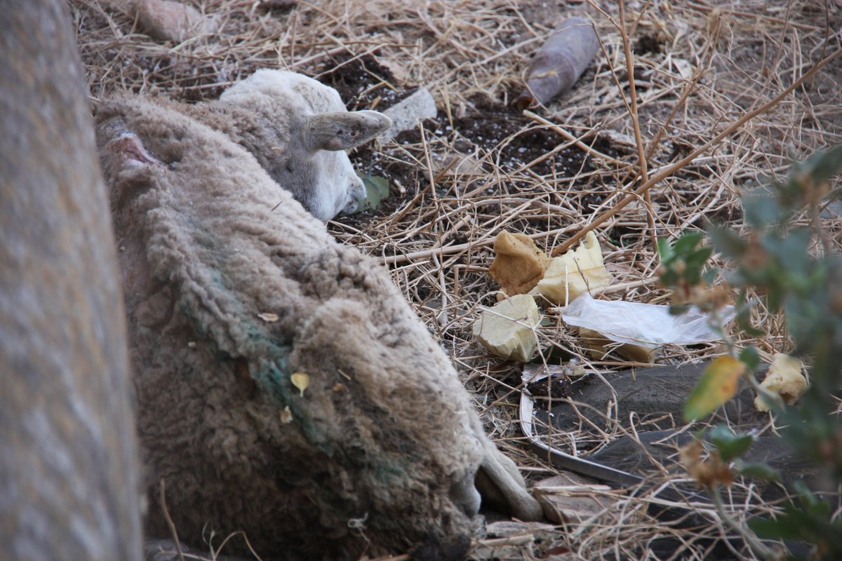 ProgresoenVerde's tweet photo. Es una absoluta vergüenza, ( y un delito, del que más de uno deberá responder), que se permita dejar morir a los animales de sed y hambre.
¿Dónde están la @AgriculturaGOIB y @LlorensBauzadek ? https://t.co/K6IYZkcON1