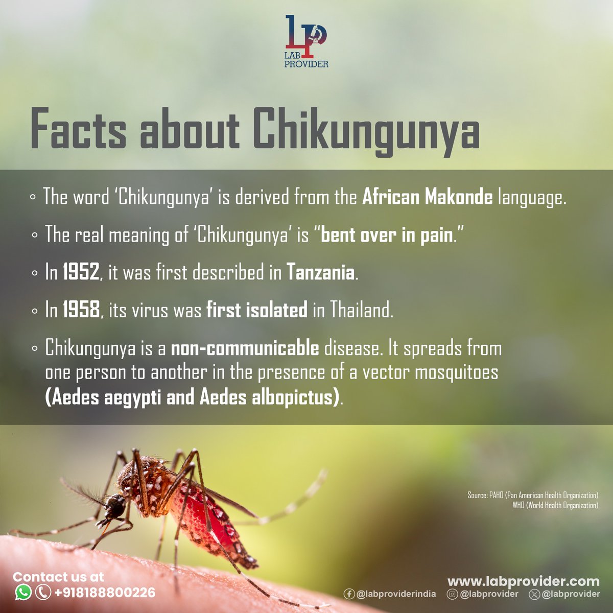 LabProvider's tweet photo. Chikungunya Alert!
The word 'Chikungunya' means "bent over in pain". It is a mosquito-borne disease. Stay ahead of the curve by getting tested at Laprovider for precise diagnosis.
#chikungunya #alert #lab #test #health #stayfit #healthy #labprovider #staysafe #diagnosis #WHO https://t.co/h1IJiDoZaH