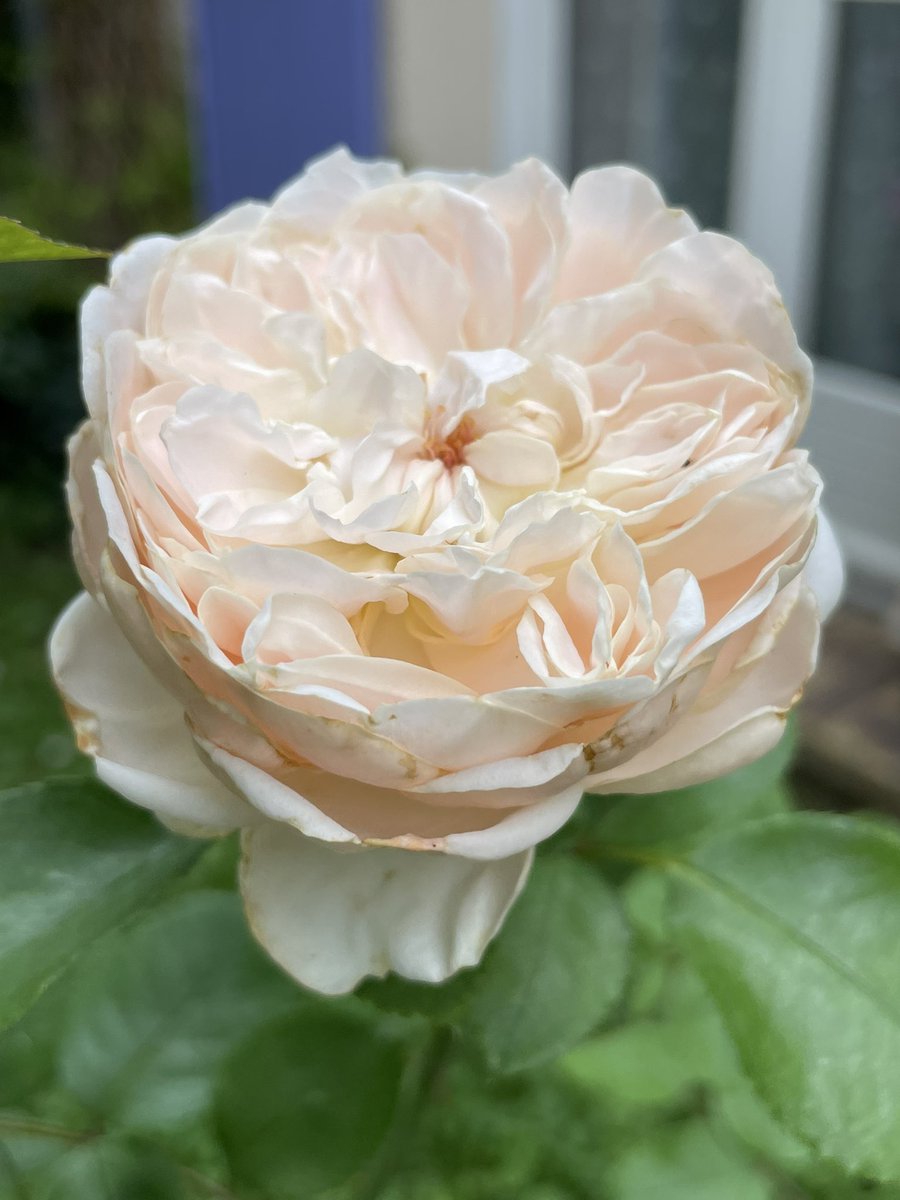 Rosa ‘Erfurter Perle’ bred by Andrea Braun, Germany, 2021. A scented rose that I introduced in my garden last winter. A small rosebush with a well repeating flowering. 

#RoseWednesday #roses #roseaddict #Roselover  #mygarden #GardeningX  #gardening #gardenrose