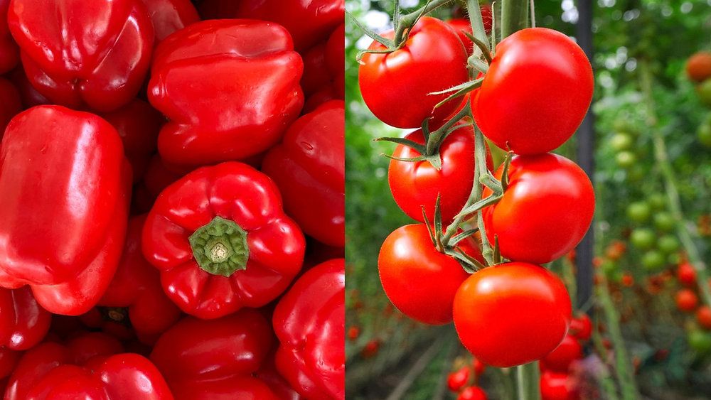 Brexit seed delays pose a serious threat to UK crop production, as warned by growers. Time to address these challenges and safeguard our agricultural future:  buff.ly/3SNkc9u #Brexit #FoodSecurity