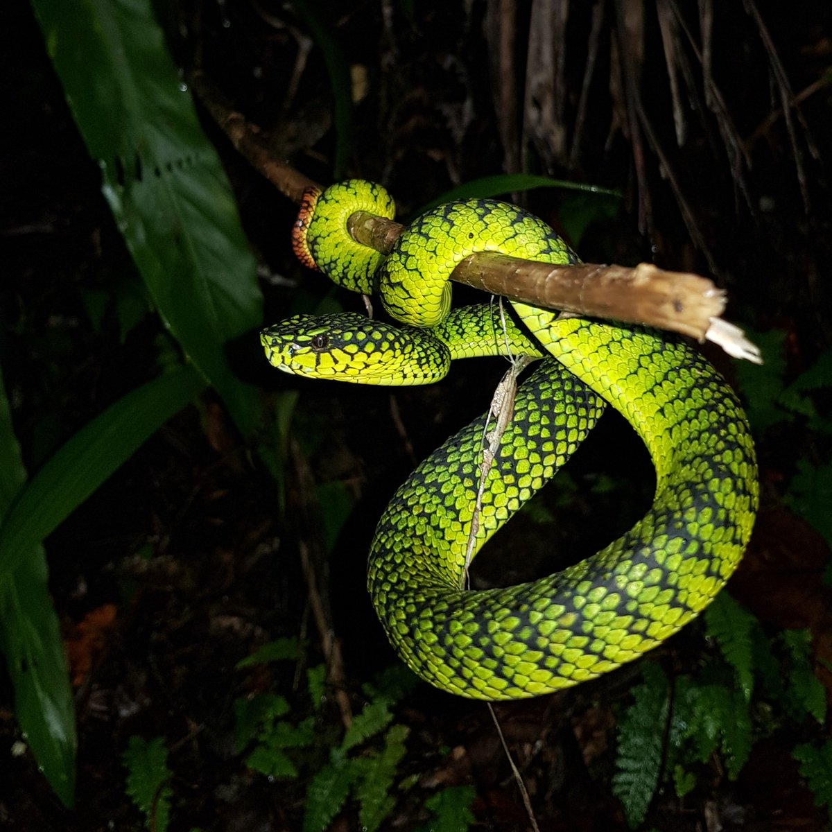 Ten hours of searching over two nights and finally spotted this guy high in some ferns on a rock wall. Parias malcolmi, Malcolm's pitviper, a Bornean endemic found only on Mt. Kinabalu.