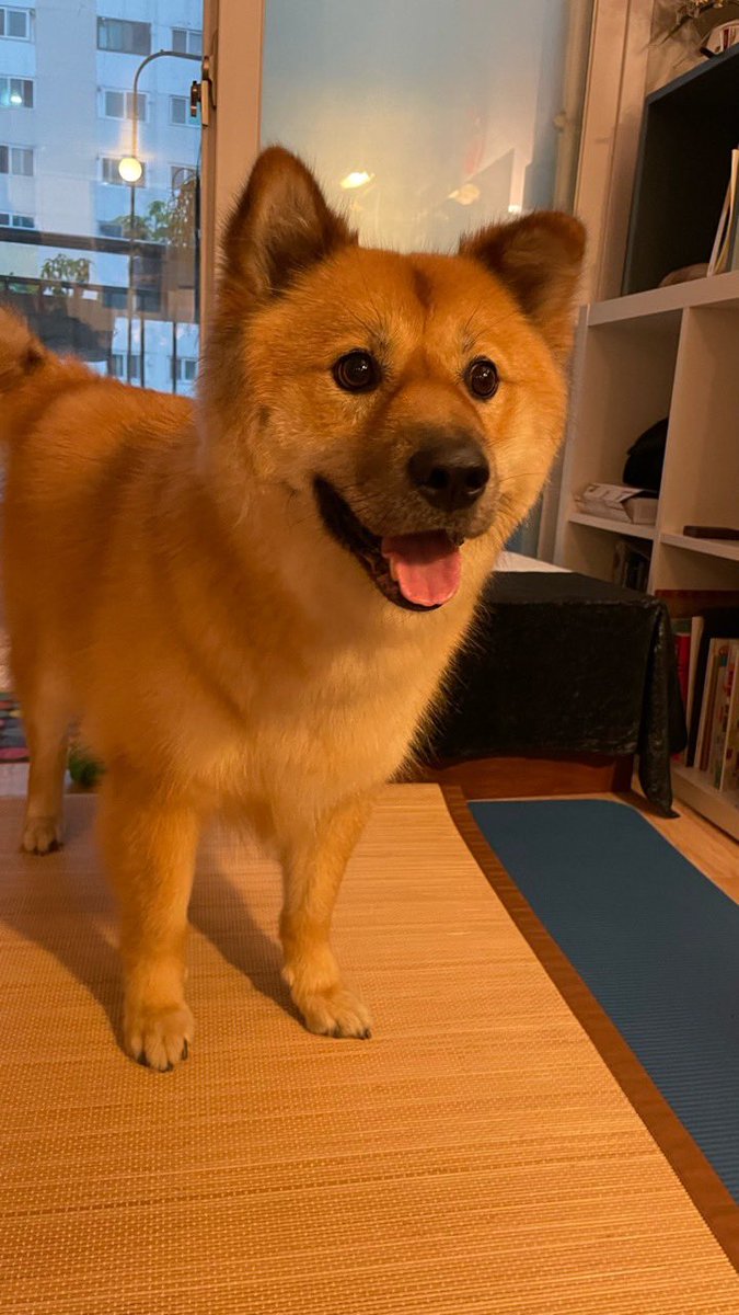 근데 견종 물어보는 사람들 마음도 이해가 되긴함
개가 진짜 이상하고 웃기게생겨서 사람들이 아 진도....? 진도 아닌데 아 시바....?? 시바 아닌데 차우차우...? 차우차우 아닌데 하면서 앞에서서 너뉘기야상태로 혼란스러워하는거 보면 아 이게ㅋㅋㅋ
내가해줄말은 
그러게요
얘는 그러게요 종류에요