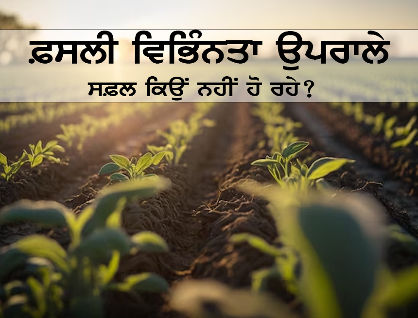 sikhpakh's tweet photo. ਫ਼ਸਲੀ ਵਿਭਿੰਨਤਾ ਉਪਰਾਲੇ ਸਫ਼ਲ ਕਿਉਂ ਨਹੀਂ ਹੋ ਰਹੇ? | ਪੂਰੀ ਲਿਖਤ ਪੜ੍ਹੋ - https://t.co/3I5VdAocaq

#SikhPakh - https://t.co/HydiAlxAAA https://t.co/kZRC3wYxJV