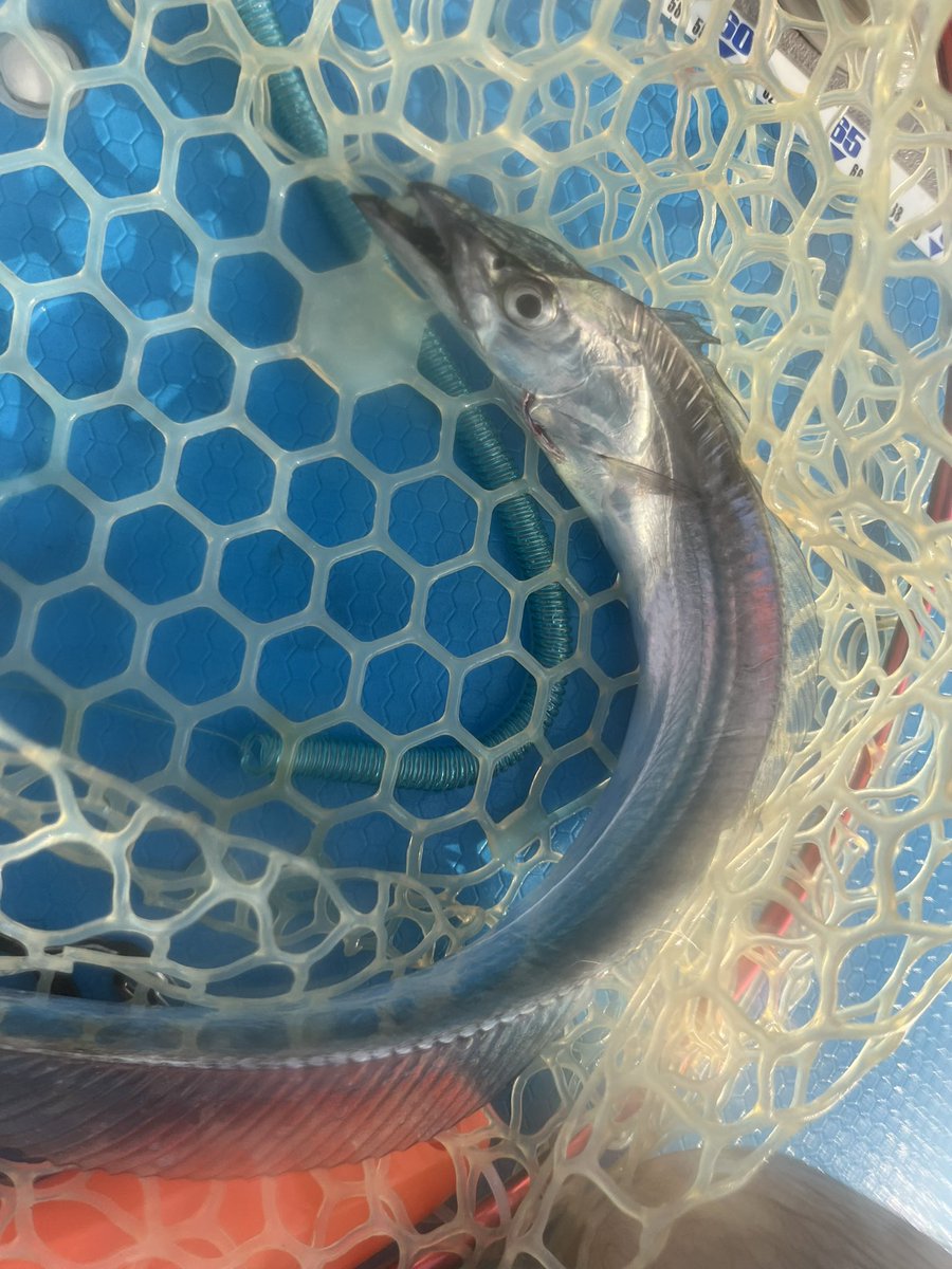 fisherman1209's tweet photo. 内房SUPフィッシング
嫁さんの実家へ帰省がてら🏄🎣
1年ぶりに次男と…
沖に流されたり、取り込みを手伝ったりで時間がかかってしまい、釣果はイマイチでしたが、希望のタチウオを釣らせる事が出来て良かった…
タチウオ④
ワカシ①
イナダ①
カマス②
#supfishing 
#内房 
#sic 
#タチウオ 
#イナダ https://t.co/Rkv4noupSA