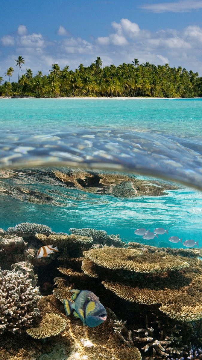 ideexviaggiare's tweet photo. Un #paradiso lontano, nel mezzo del #Pacifico... le #IsoleCook ti accolgono con acque cristalline e #paesaggi mozzafiato, offrendo un'#esperienza di #viaggio indimenticabile. 🏝️

Scopri di più:  https://t.co/lLhV9EFNj9

#newzeland #cookislands #traveltip #viaggiare #nature https://t.co/4F8TOvTHTq