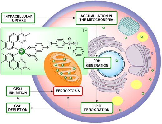 Milestone of the lab has just been published in <a href="/angew_chem/">Angewandte Chemie</a>. We report on the catalytic production of hydroxyl radicals and lipid peroxides with a Co(III) complex, triggering ferroptosis in cancer cells. Congrats to <a href="/NMontesdeoca_/">Nicolás Montesdeoca</a> , Lukas, and Lisa. onlinelibrary.wiley.com/doi/10.1002/an…