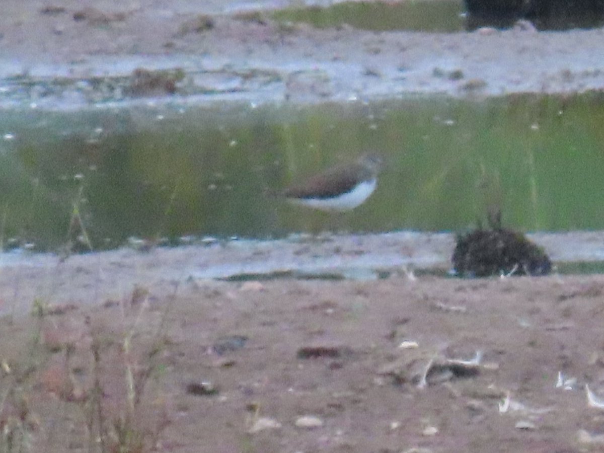 x (@robgilb) on Twitter photo Lordship lane
Hobby raced over the marl pit site tick bird number 104 for the site and 89th bird of the year. Also
Green sandpiper (pictured)
22 lapwing
<a href="/Staffsbirdnews/">Staffs Bird News</a> #localbigyear Lordship lane
Hobby raced over the marl pit site tick bird number 104 for the site and 89th bird of the year. Also
Green sandpiper (pictured)
22 lapwing
<a href="/Staffsbirdnews/">Staffs Bird News</a> #localbigyear