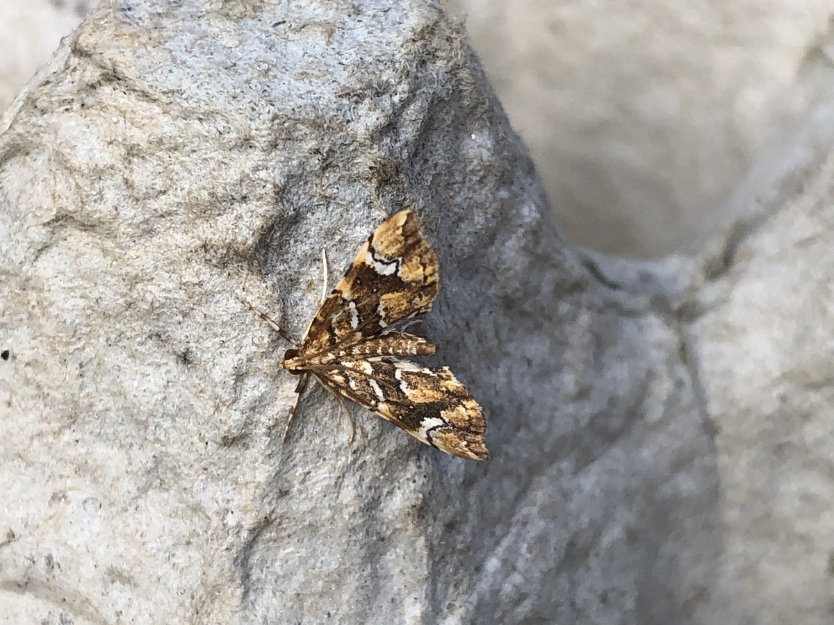 julian russell tweet media